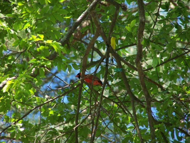 Cardinal and Goldfinch