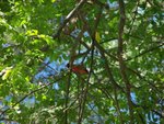 Cardinal and Goldfinch