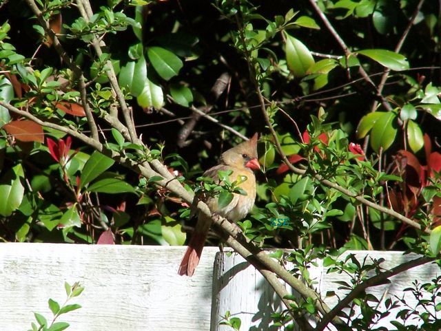 Female Cardinal