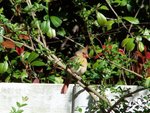 Female Cardinal