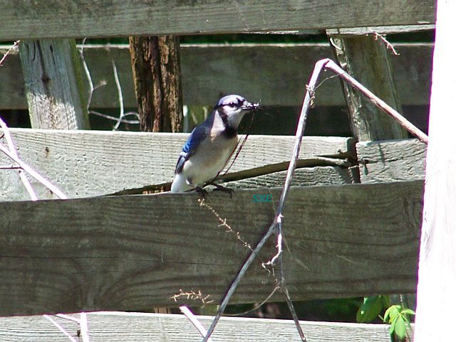 Gathering for his nest