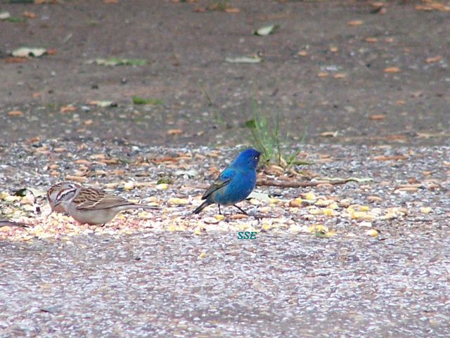 Indigo Bunting