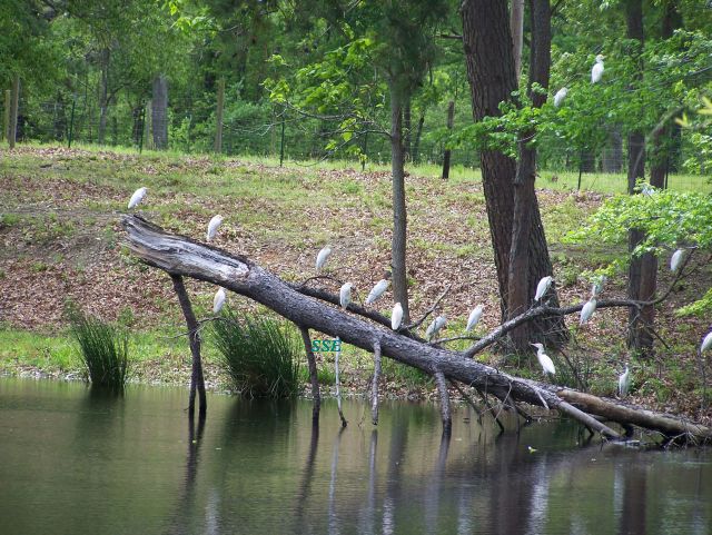 Lots of Cattle Egrets