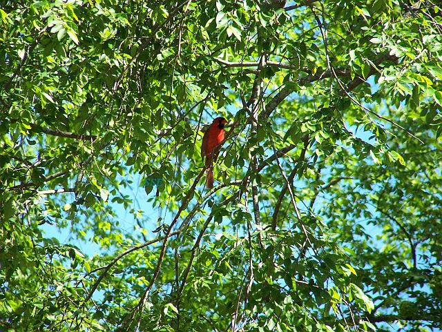 Male Cardinal