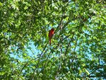 Male Cardinal