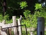 red-bellied woodpecker