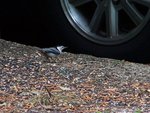 White-Breasted Nuthatch