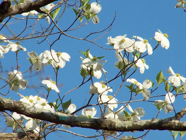 flowers and sky