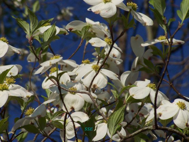 flowers in tree