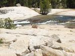 Yellow Bellied Marmot at the Tuolumne River