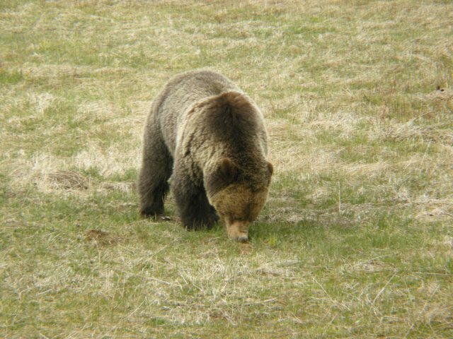 Young Grizzly Bear