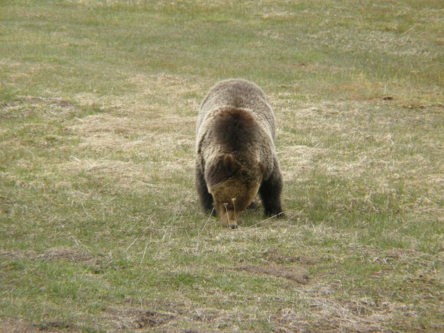 Grizzly Bear