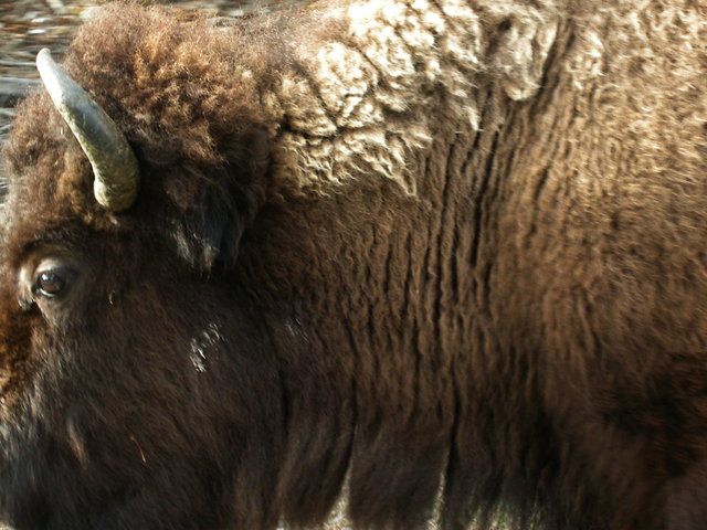 Bison too close
