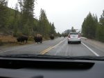 Traffic Jam (Bison Block)