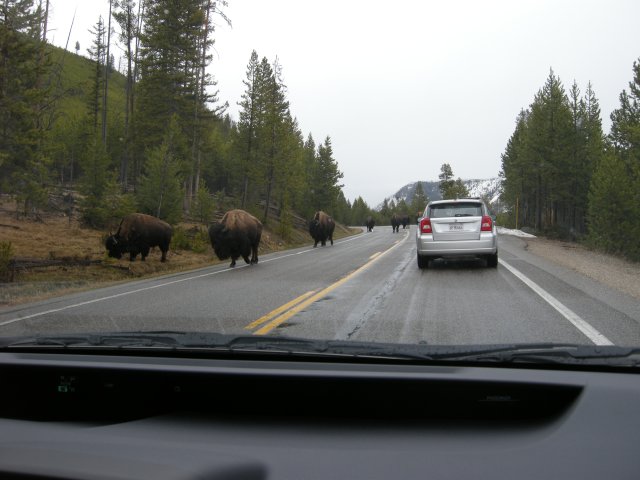 Traffic Jam (Bison Block)
