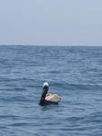 Brown Pelican