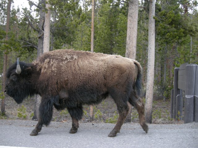 Bison