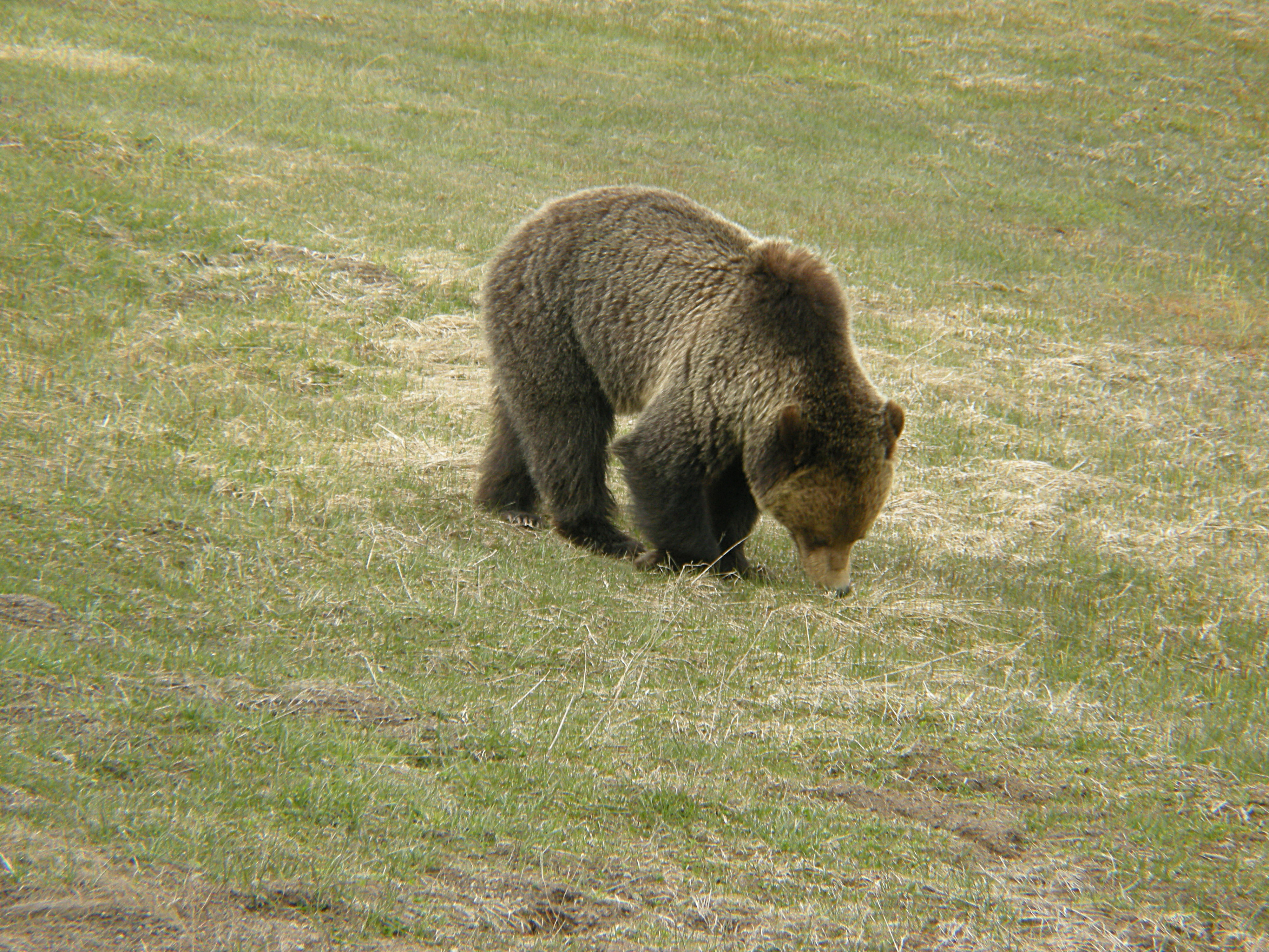 Grizzly Bear feeding in a meadow