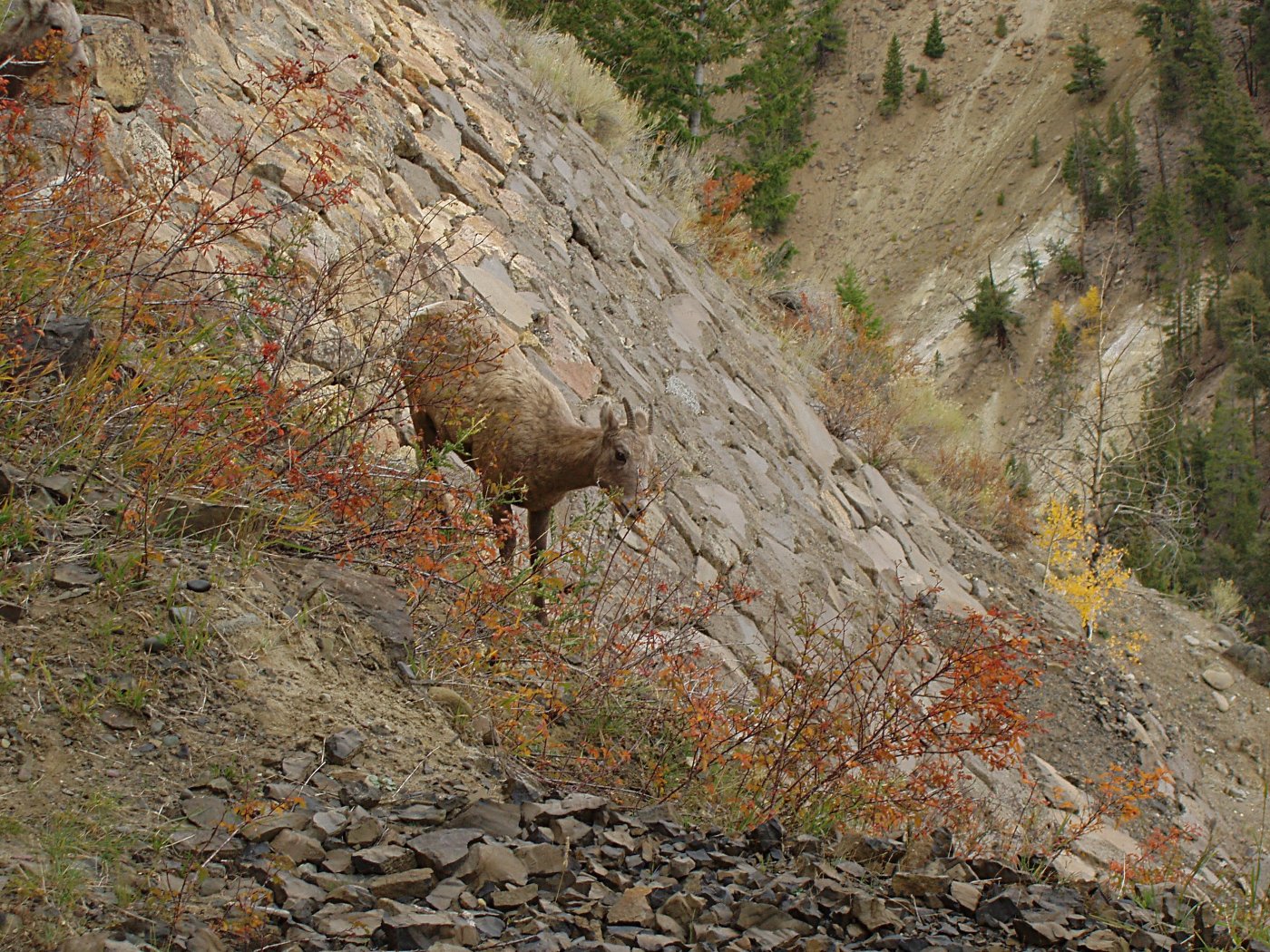 Bighorn Sheep