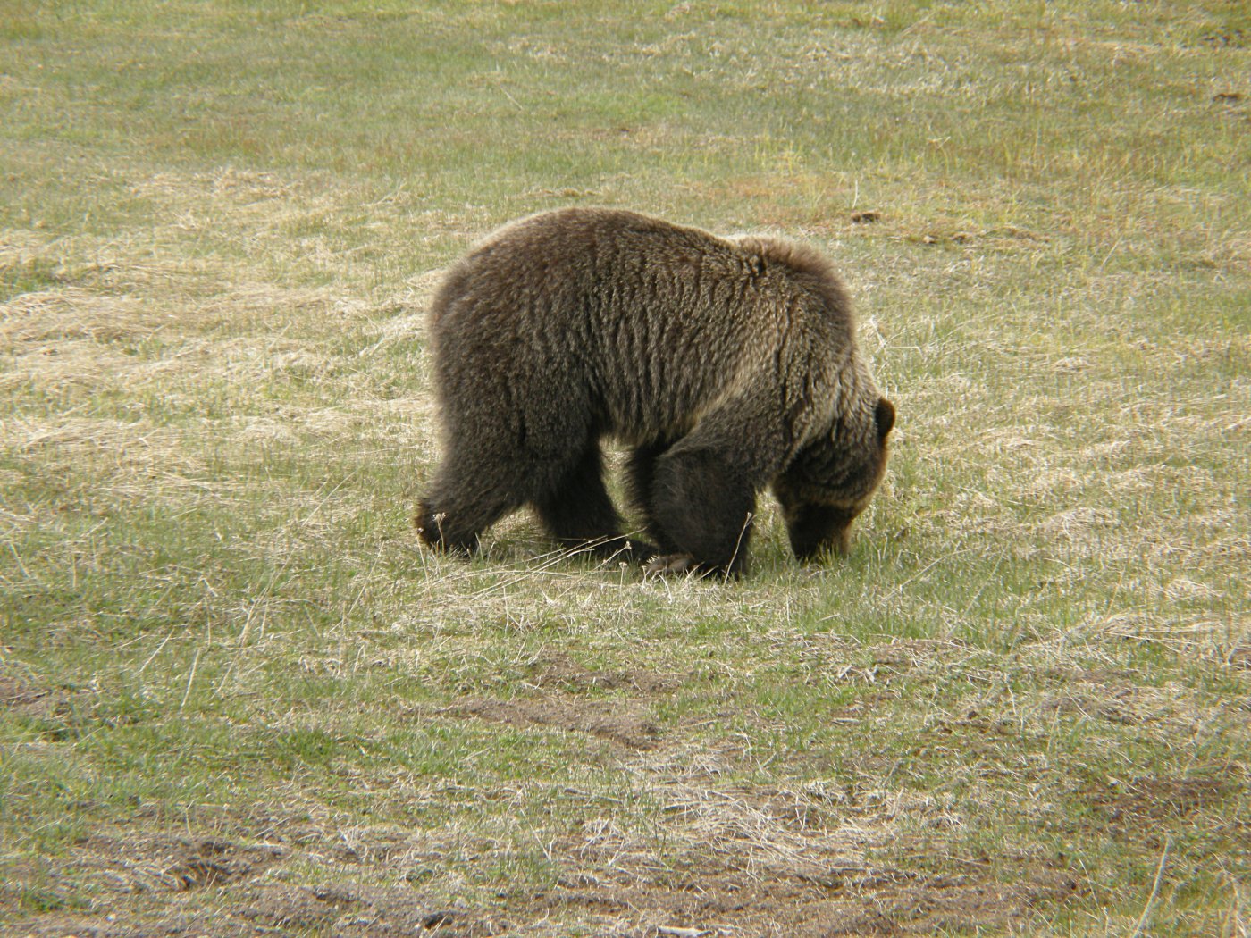 Grizzly Bear