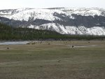 Bison grazing near Madison River