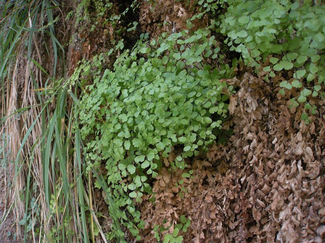 Maidenhair Ferns, Zion National Park