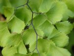 Adiantum Leaves