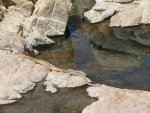 Snake at Deep Creek Hot Springs