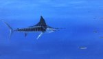 Marlin in Persuit of Prey