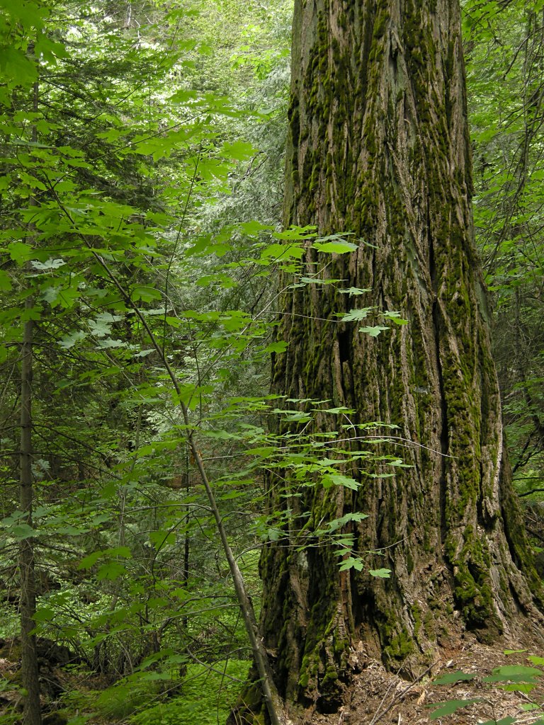 Tree near Fern Spring, Yosemite Valley