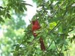 Cardinal