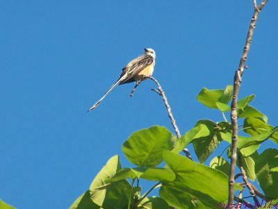 scissor-tailed flycatcher