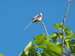 scissor-tailed flycatcher