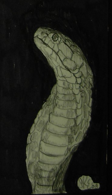 Cobra sketch