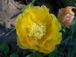 Cactus Flower