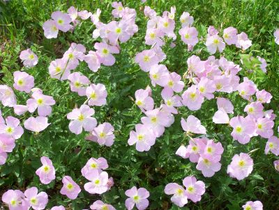 Field of FLowers on a Roadside in Kilgore, Tx