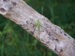 Katydid