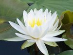 Lily Pad at Lake Forest Park, Henderson, TX