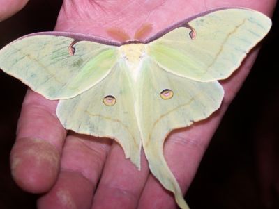 Luna Moth in Robin's Hand