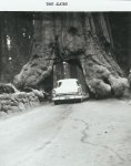 Wawona Tree - 1961