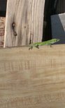 Anole