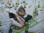 Mallard Ducks