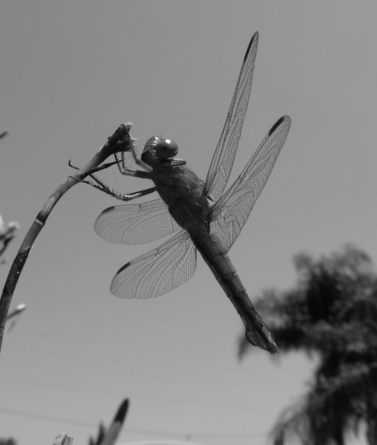 dragonfly close up