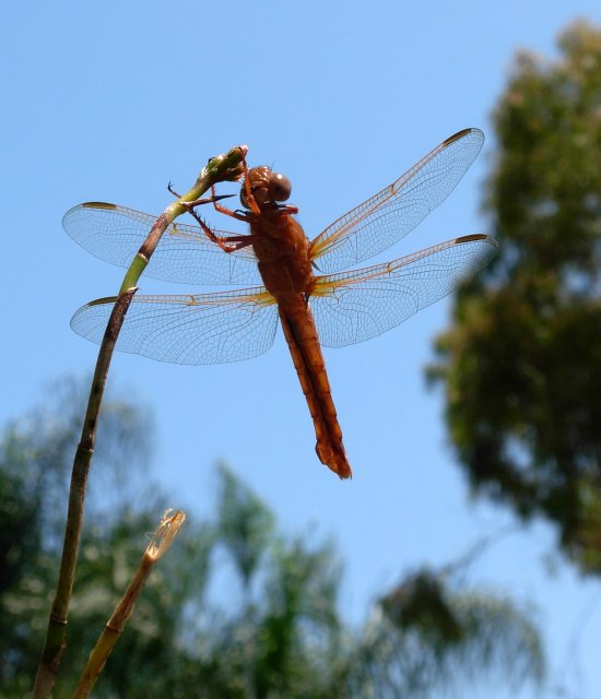 Dragonfly color