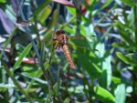 Color Dragonfly