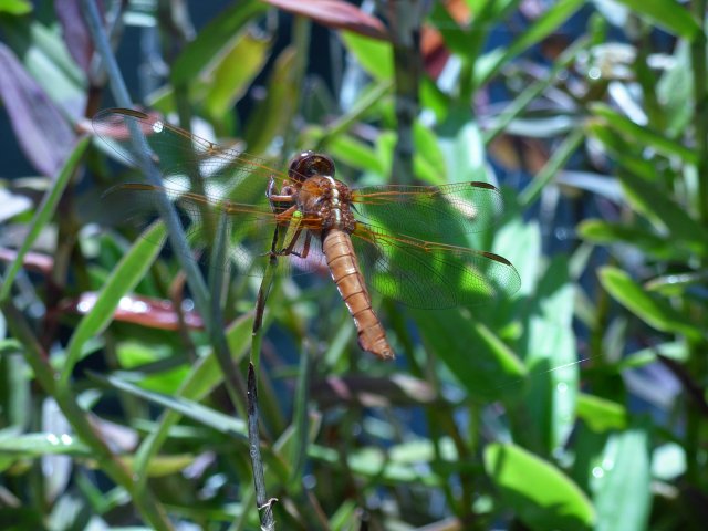 Color Dragonfly