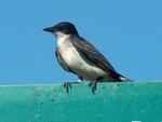 Eastern Phoebe