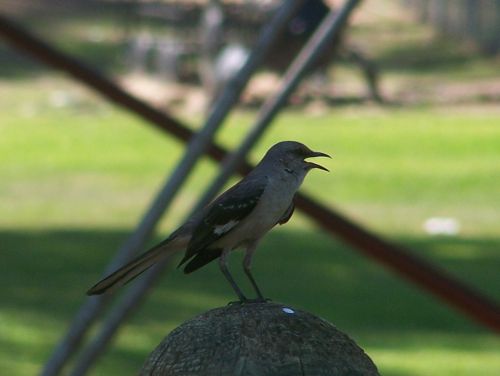 Northern Mockingbird Singing