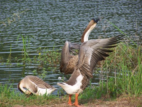 Flapping at Lake Forest Park