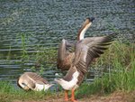 Flapping at Lake Forest Park